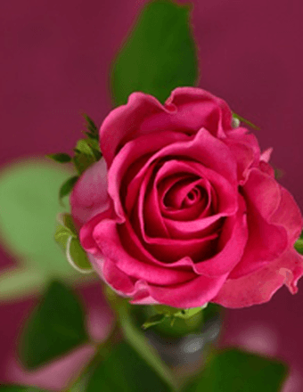 Barbara Bacon Obituary