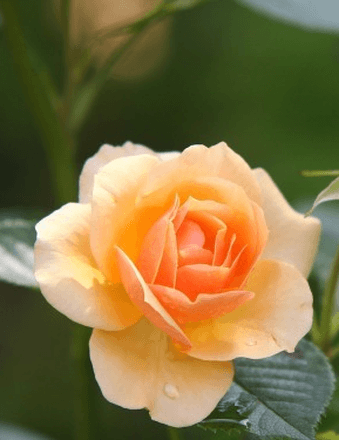 Betty Schleigh Obituary